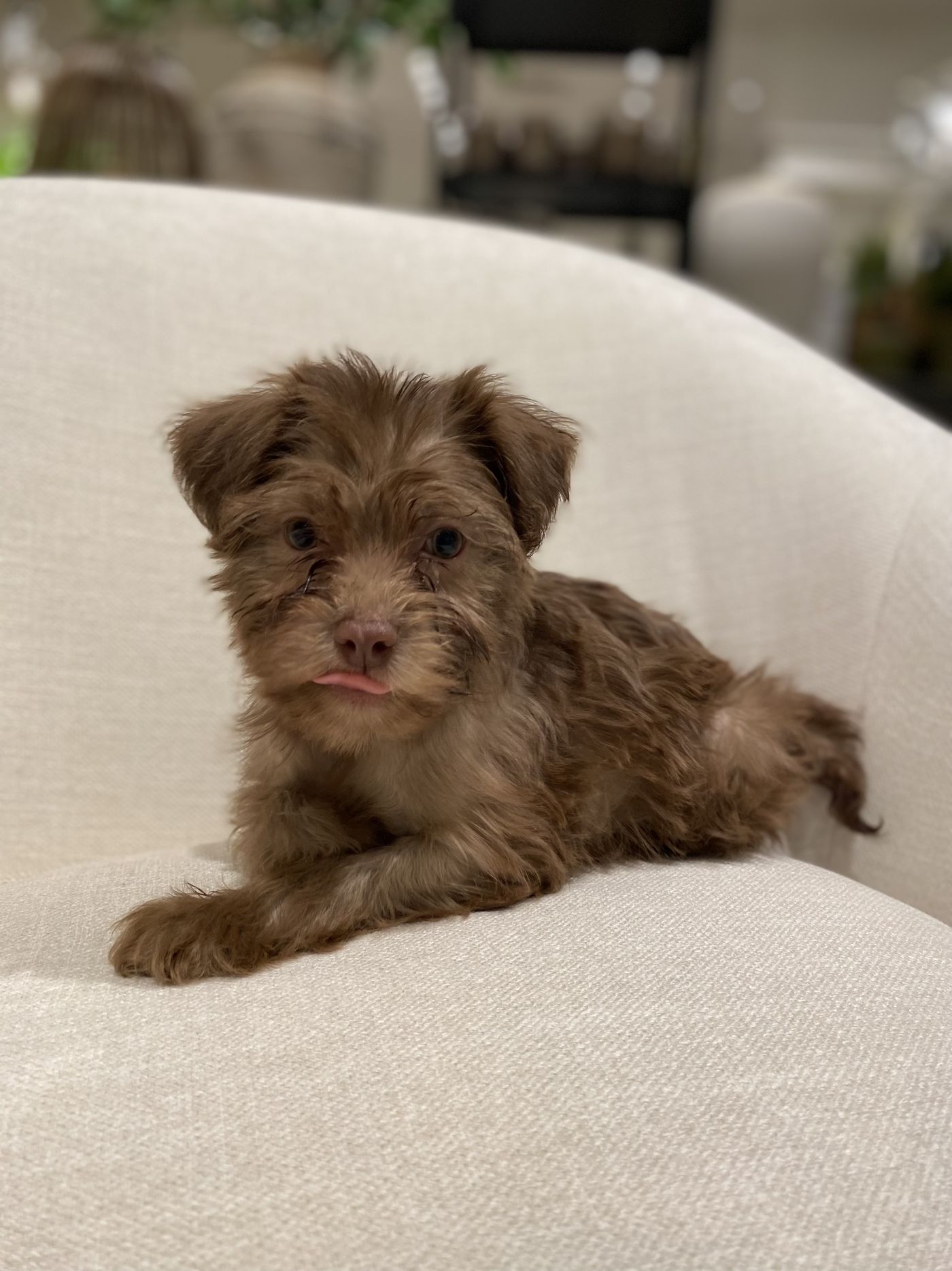 A chocolate Toy Poodle mix puppy lying on a cream armchair in a family living room