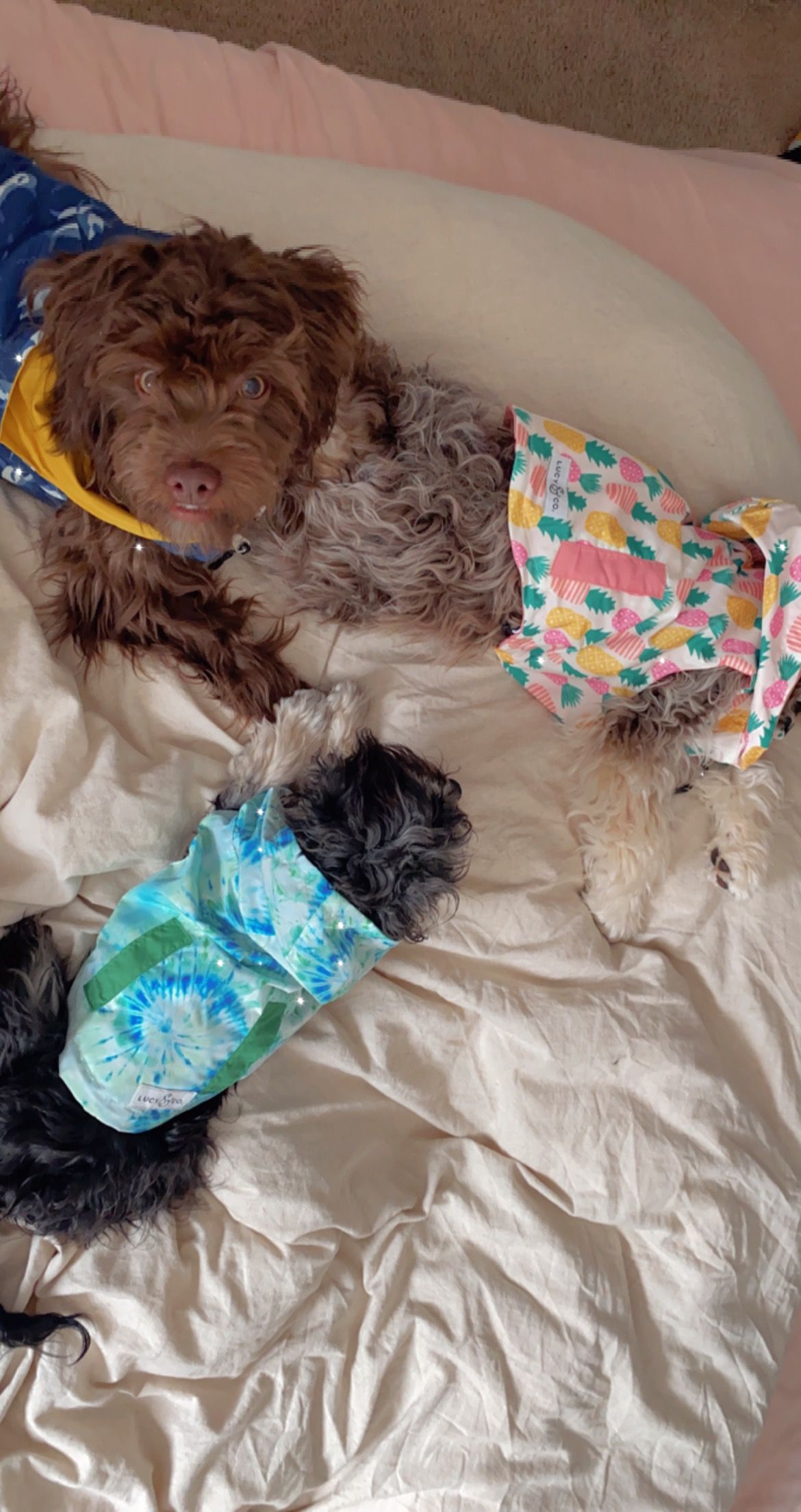 Three of our adult dogs napping together on a bed inside our home