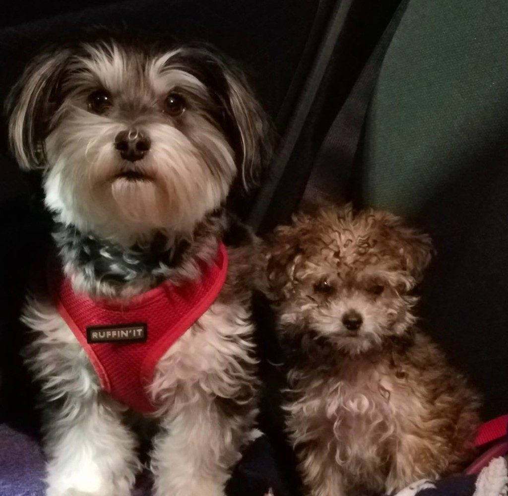 Charm, a salt-and-pepper Toy Poodle mix, sitting beside a young apricot puppy
