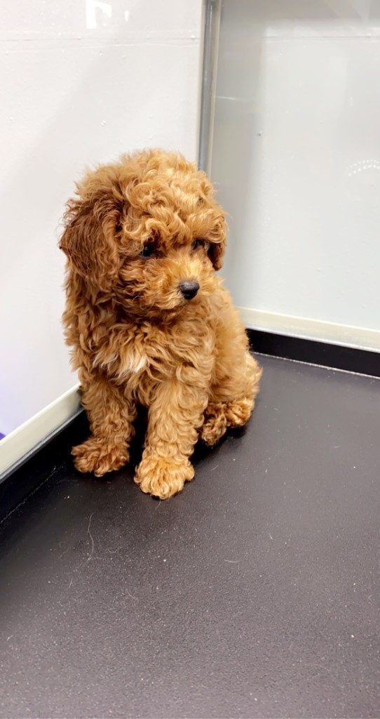 Stella, an apricot Toy Poodle sitting upright
