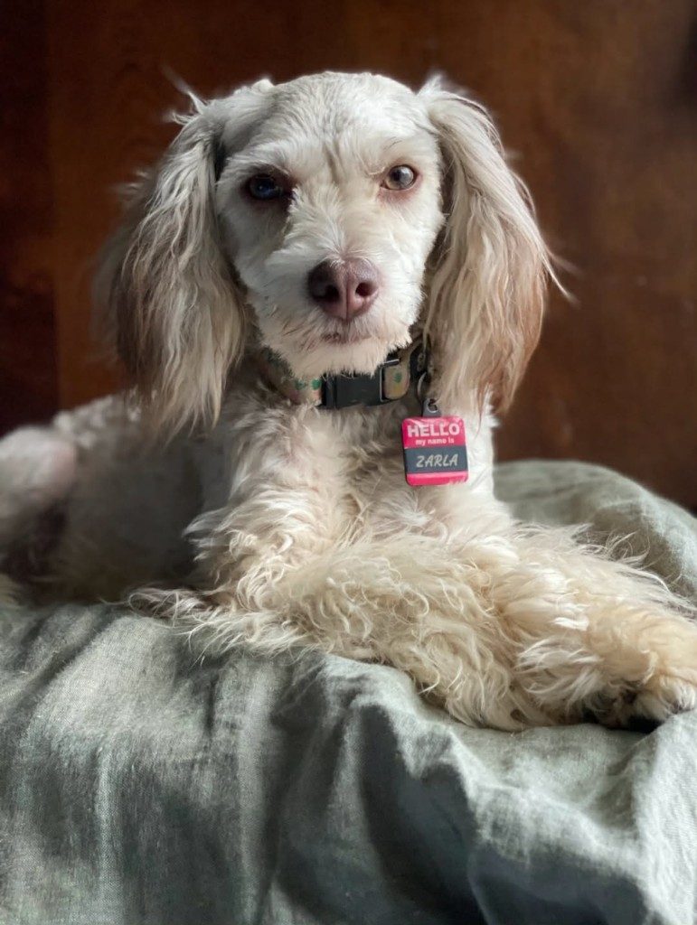Zarla, a cream parti Toy Poodle with one blue and one amber eye