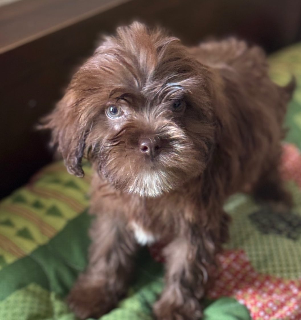 Astro, a chocolate Cafe Au Lait Toy Poodle mix puppy with pale green eyes