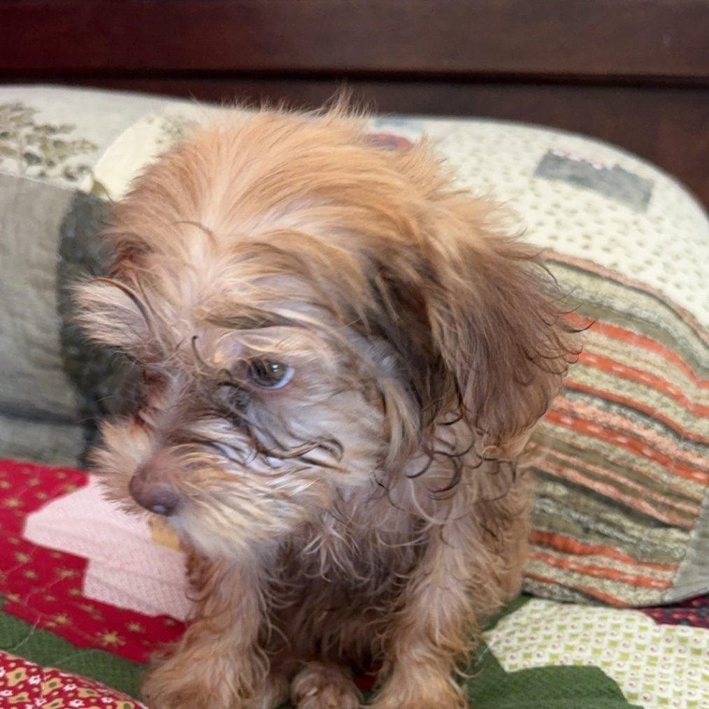 Star, an apricot Toy Poodle mix puppy resting on a patchwork quilt