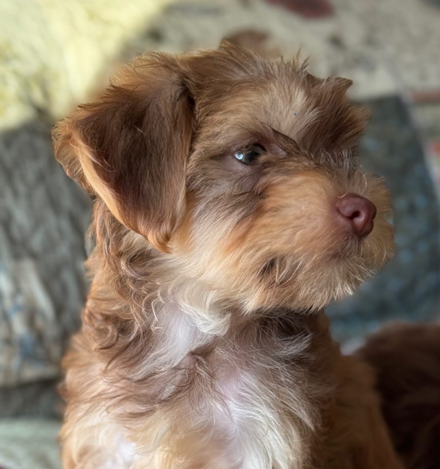 Sunny, a caramel and honey coloured Toy Poodle mix puppy sitting upright